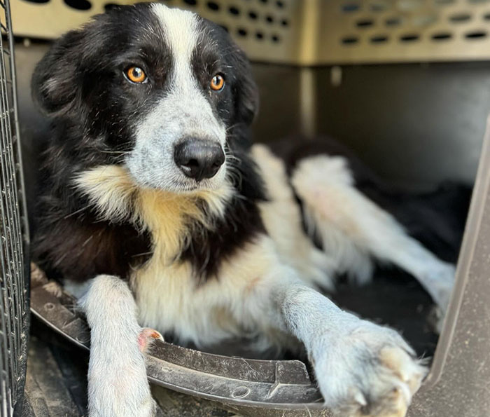 Rescued dog resting in a cozy spot, looking towards the camera with gentle eyes. Rescued dog resting in a cozy spot, looking towards the camera with gentle eyes.