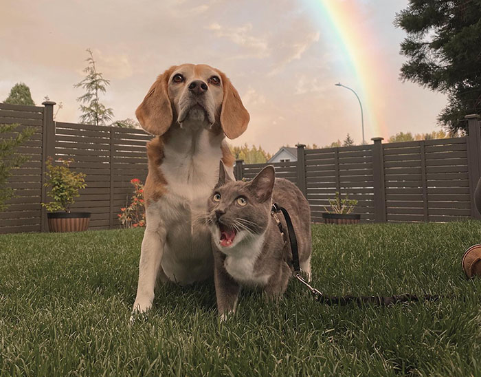 Dog and cat together in a yard with a rainbow, showcasing traits of each other. Dog and cat together in a yard with a rainbow, showcasing traits of each other.