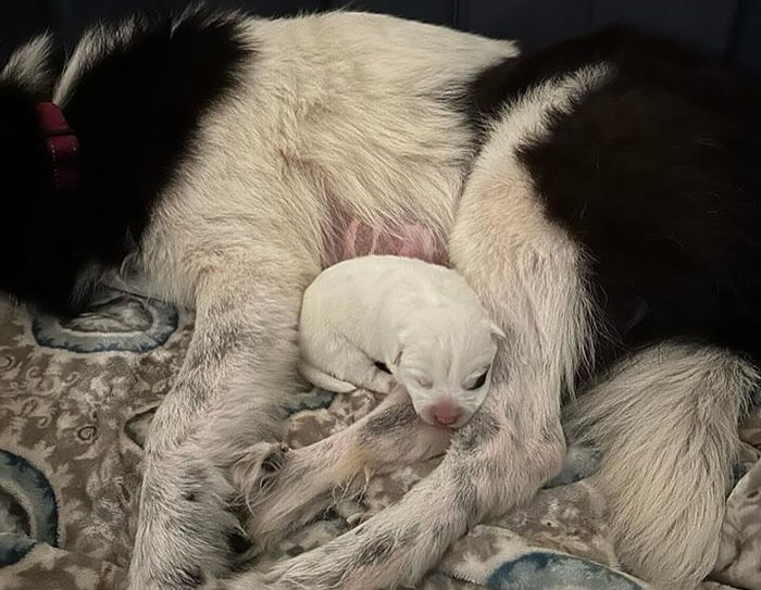 Rescued dog with her adorably large singleton puppy resting on a cozy blanket. Rescued dog with her adorably large singleton puppy resting on a cozy blanket.