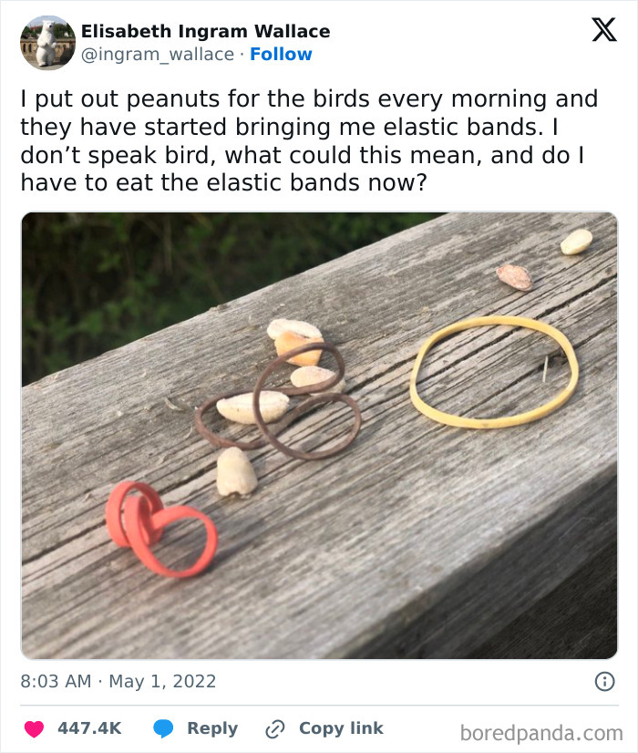 Random meme featuring peanuts and elastic bands on a wooden surface.