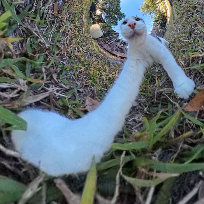 Hilariously silly cat photo taken with a 360 camera, showing a distorted body stretching through grass.