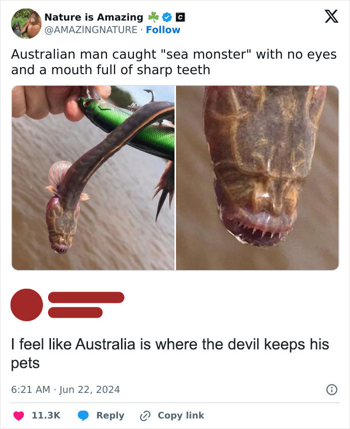 Unusual sea creature with sharp teeth caught in Australia, featured in a random meme tweet.