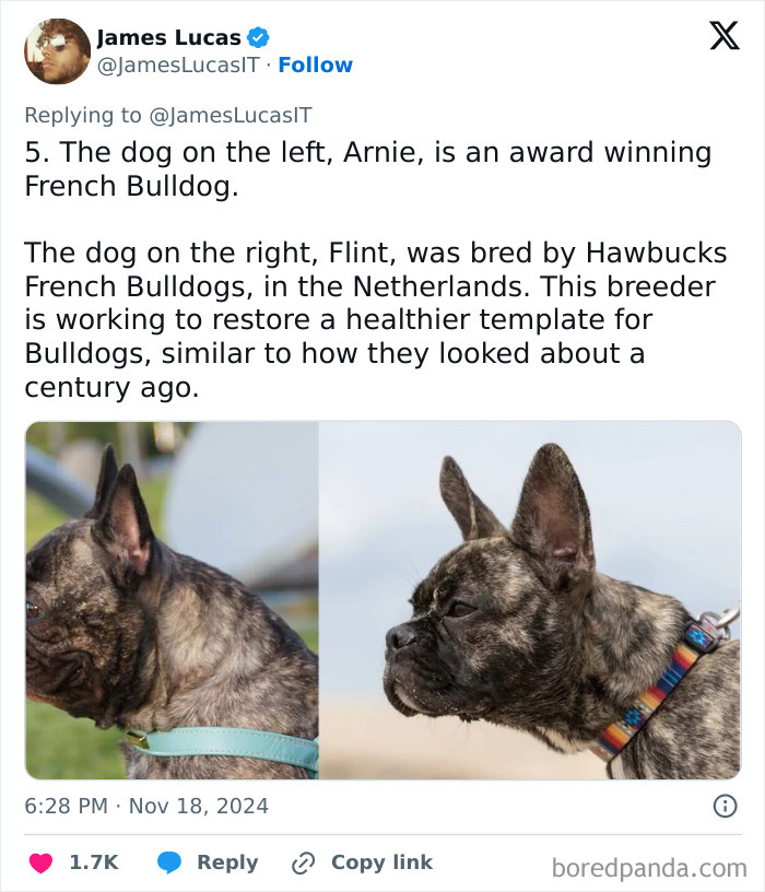 Two rare French Bulldogs side by side, highlighting unique traits in people, places, and everyday things.