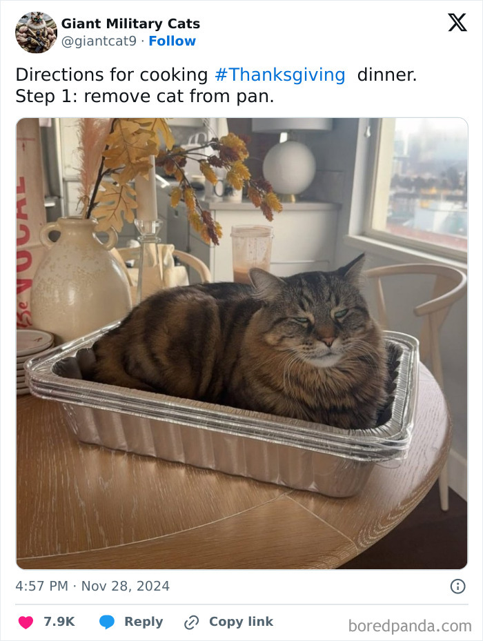 Cat humorously sitting in a roasting pan, a playful take on preparing Thanksgiving dinner.