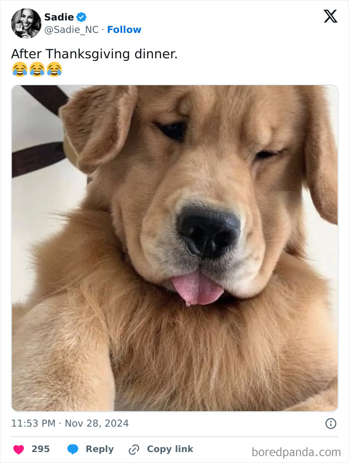 Cute dog looking sleepy after Thanksgiving dinner, tongue out.