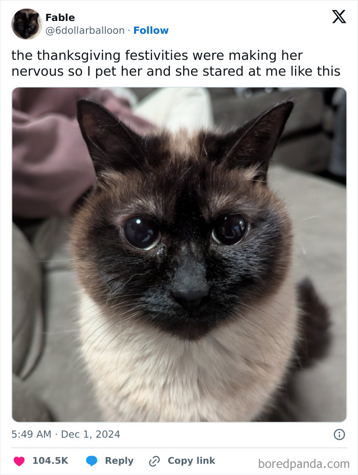 A Siamese cat looking curiously at the camera, capturing the essence of hilarious Thanksgiving tweets.