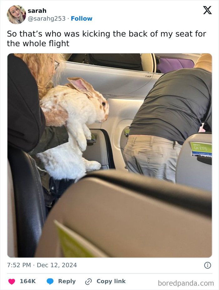 Passenger holding a large rabbit on a plane, illustrating one of the funniest tweets of the month.