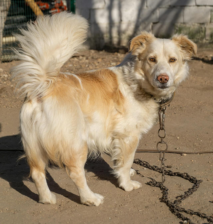 A dog with a fluffy tail stands on a dirt path, looking back while chained. A dog with a fluffy tail stands on a dirt path, looking back while chained.