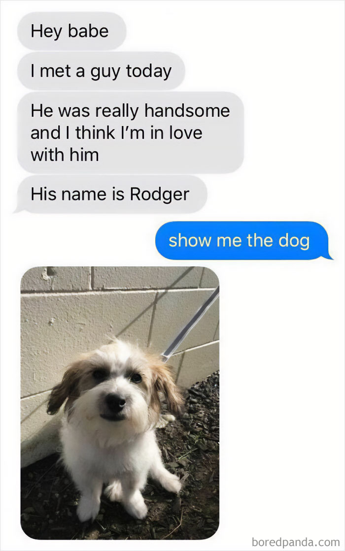 Cute dog meme in a chat; a funny pet named Rodger shared to lift your mood.