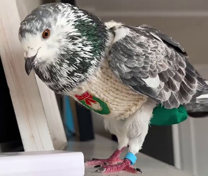 People Online Melt After Seeing This Adorable Pigeon Show Off His Christmas Sweaters