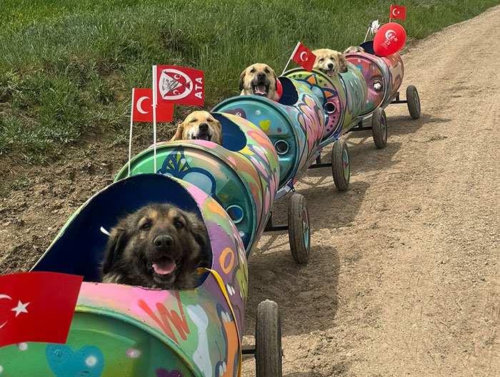 Dogs riding in colorful barrels on wheels, forming a creative dog train with flags, outdoors.