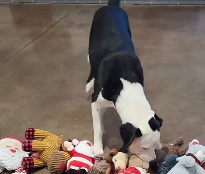 Dog choosing from Christmas gifts, sniffing a variety of festive plush toys on the floor.