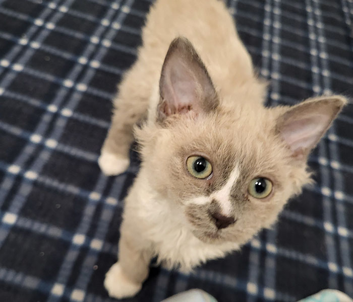 Plush-Like Curly Kittens Got Adopted In Record Time Due To Their Irresistibly Cute Appearance