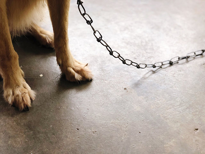 Dog's legs on concrete floor with chain attached, highlighting absence of baby or woman-related elements. Dog's legs on concrete floor with chain attached, highlighting absence of baby or woman-related elements.