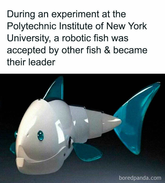 Robotic fish leading others, a surprising fact from a Polytechnic Institute experiment, illustrating undiscovered aspects of biology.