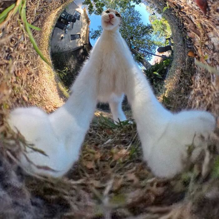 Hilarious 360-camera photo of a cat with elongated features in a garden setting.