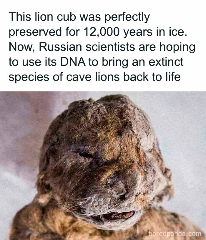 Frozen lion cub preserved for 12,000 years, highlighting an undiscovered fact about scientists using its DNA for revival research.