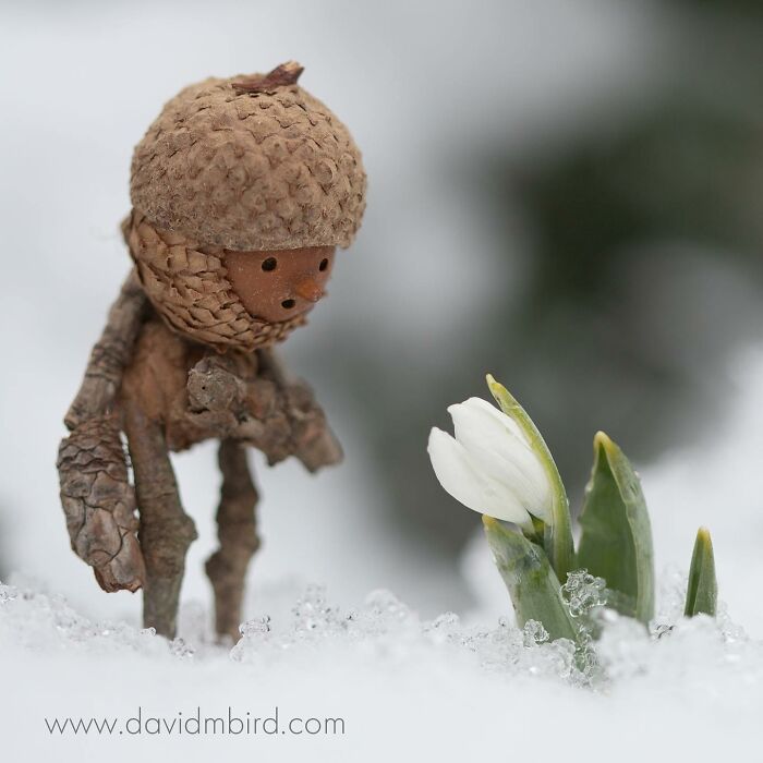 Becorn figure made from acorns and sticks in snow, gazing at a white flower.