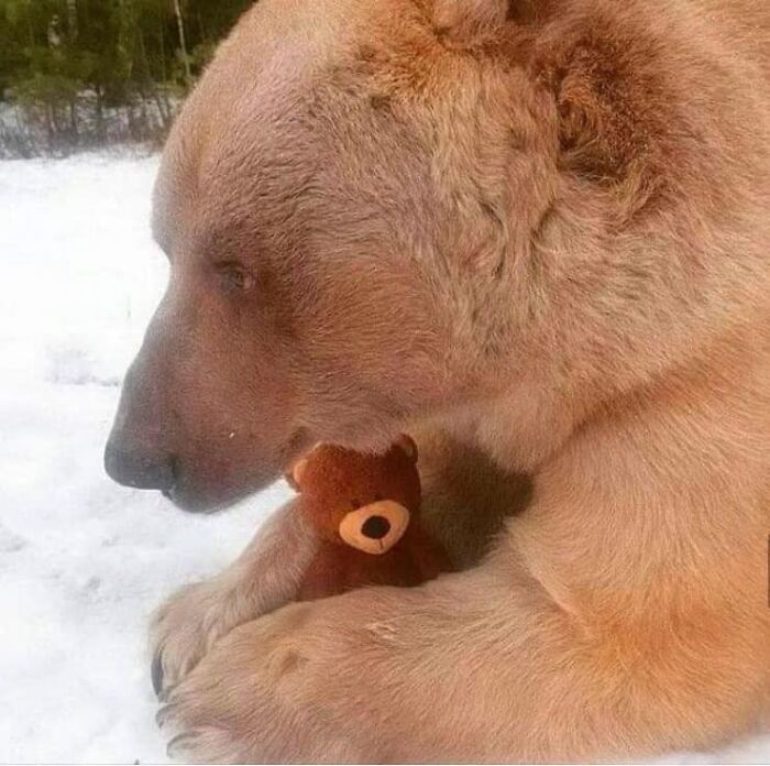 Bear cuddling a teddy bear on snow, showcasing a weird photo that could be an album cover.