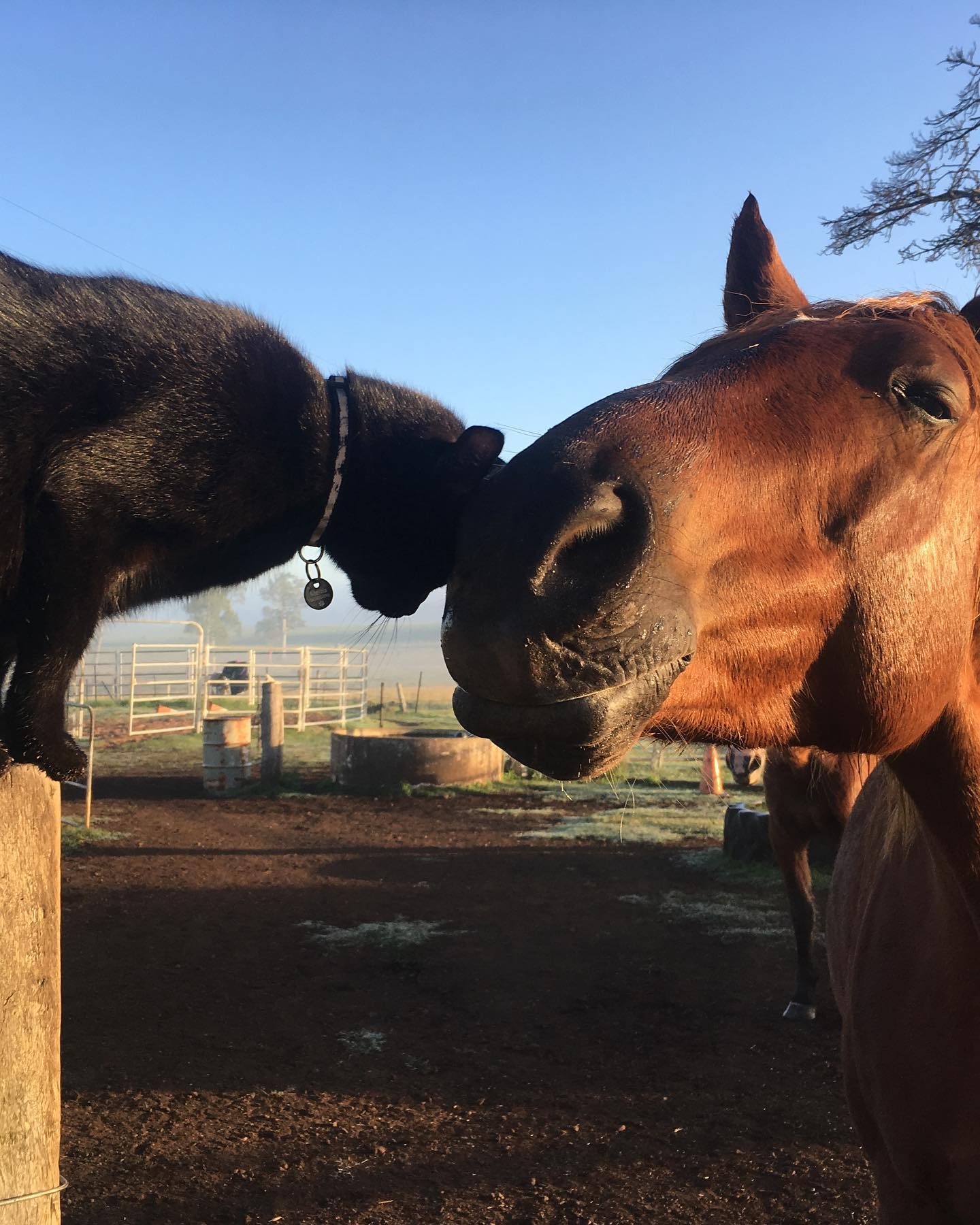 Adorably Cute Friendship Between A Cat And A Horse Is Melting Hearts All Over The Internet