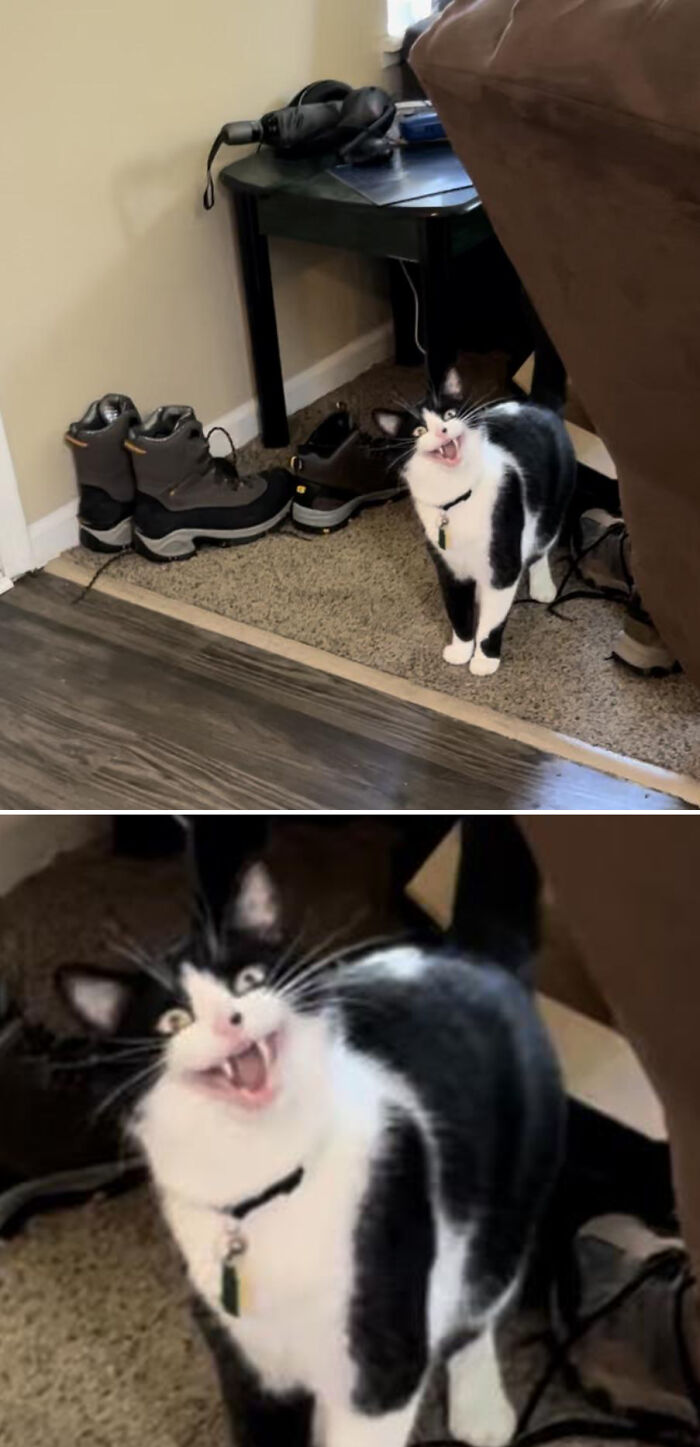 A black and white cat meowing dramatically near boots and a side table, embodying feline drama queens.