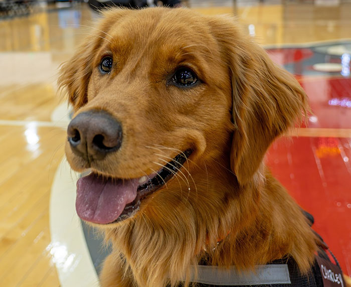 College B-Ball Team Employs Golden Retriever As Their &lsquo;Director Of Pawsitivity,&rsquo; And Netizens Love It