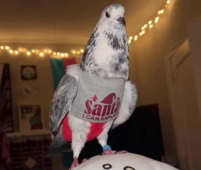 People Online Melt After Seeing This Adorable Pigeon Show Off His Christmas Sweaters
