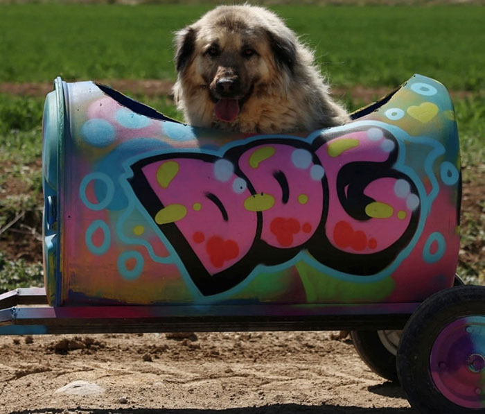 Dog sitting in a colorful train car labeled "DOG" as part of a creative dog train on a sunny day.