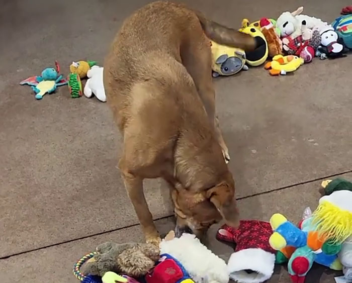 Dog choosing Christmas gifts from a variety of colorful toys scattered on the floor.