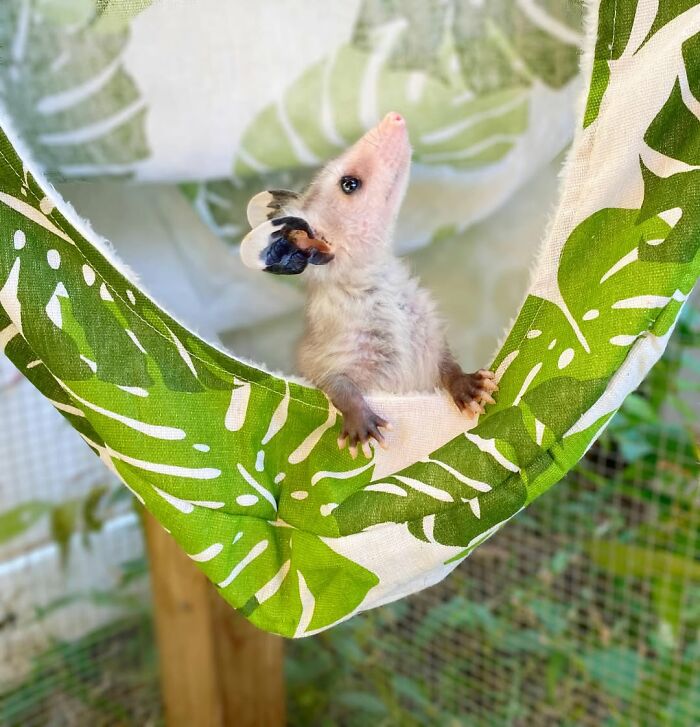 These Baby Opossums Lost Their Mom, But The Rescue Team Found A Beautiful Way To Comfort Them These Baby Opossums Lost Their Mom, But The Rescue Team Found A Beautiful Way To Comfort Them