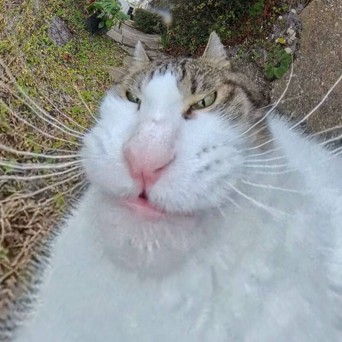 Silly cat face taken with a 360 camera, showing a distorted, humorous expression against a garden background.