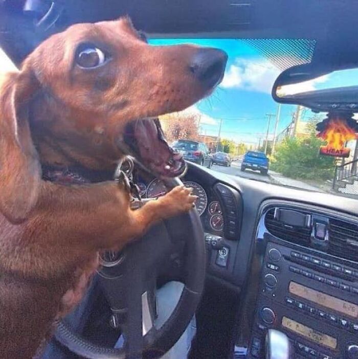 Dachshund at steering wheel in car, surprised expression. Potential album cover image with weird, artistic vibe.