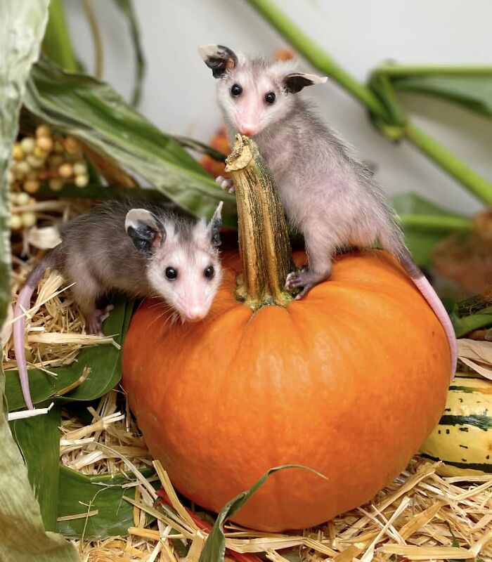 These Baby Opossums Lost Their Mom, But The Rescue Team Found A Beautiful Way To Comfort Them These Baby Opossums Lost Their Mom, But The Rescue Team Found A Beautiful Way To Comfort Them