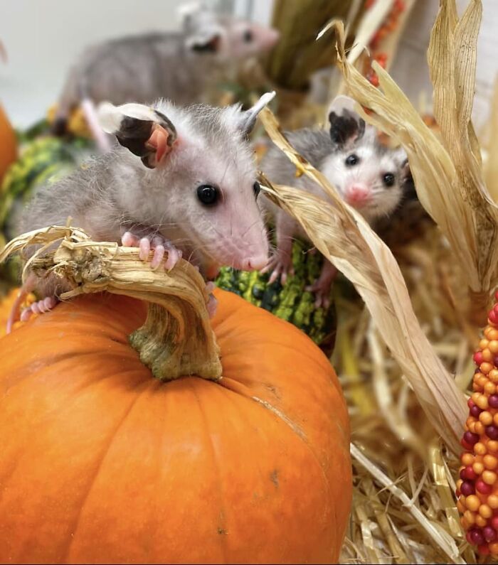 These Baby Opossums Lost Their Mom, But The Rescue Team Found A Beautiful Way To Comfort Them These Baby Opossums Lost Their Mom, But The Rescue Team Found A Beautiful Way To Comfort Them