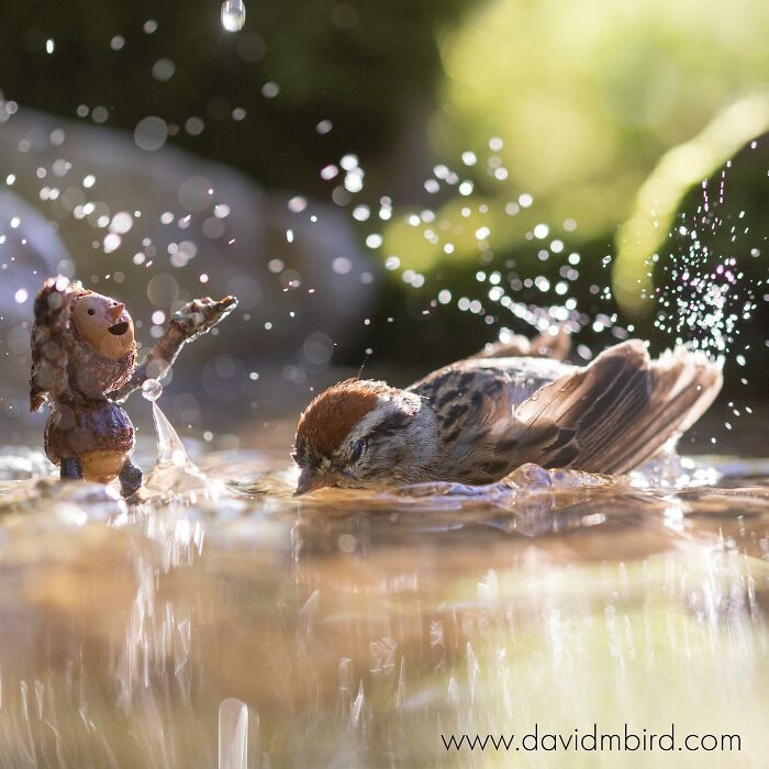 A Becorn character made of acorns and sticks beside a bird in water with splashes in the sunlight.