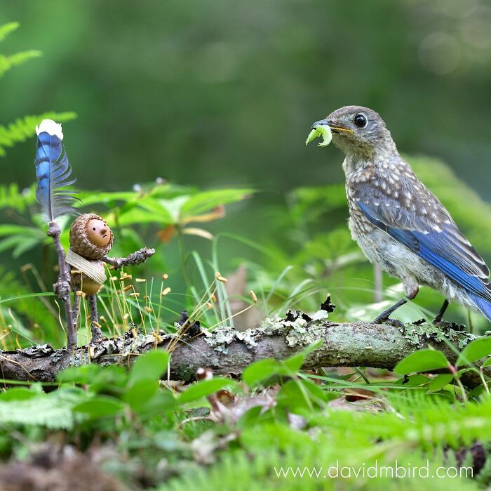 A bird with a caterpillar and a whimsical acorn figure holding a feather, showcasing creative Becorns design.