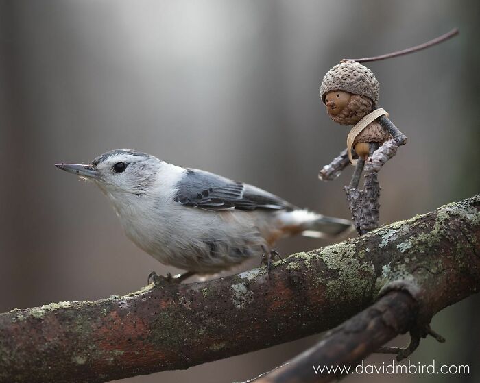 A small bird perched on a branch next to a Becorn figure made from acorns and sticks.