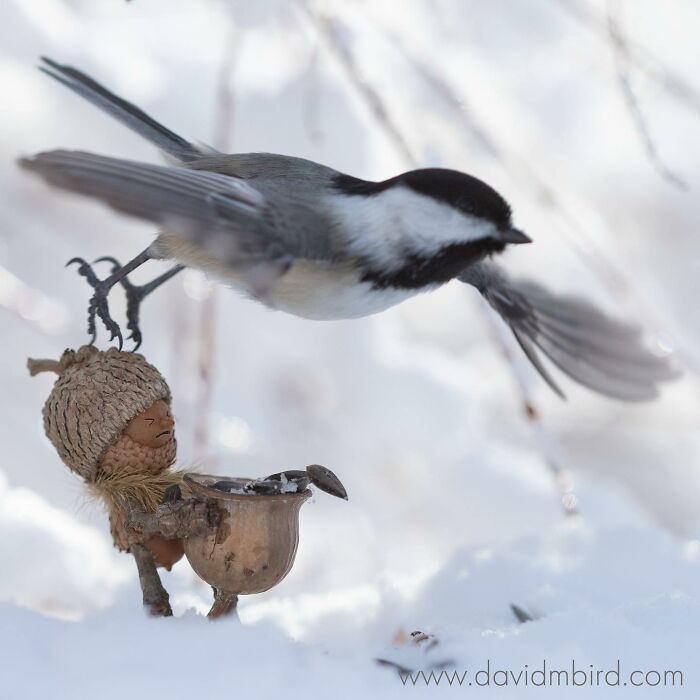 A bird interacting with a whimsical Becorn figure made from acorns and sticks in a snowy setting.