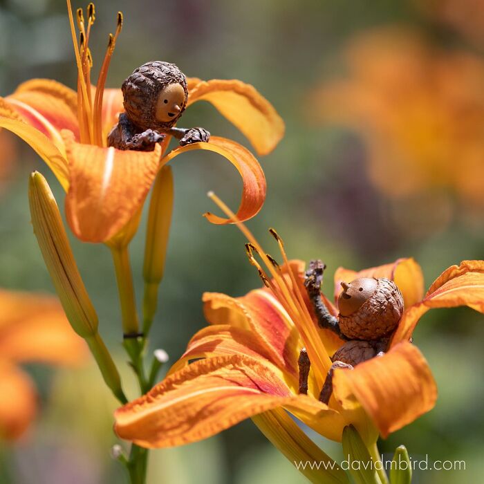 Becorns crafted from acorns and sticks perched on vibrant orange lilies in a natural setting.