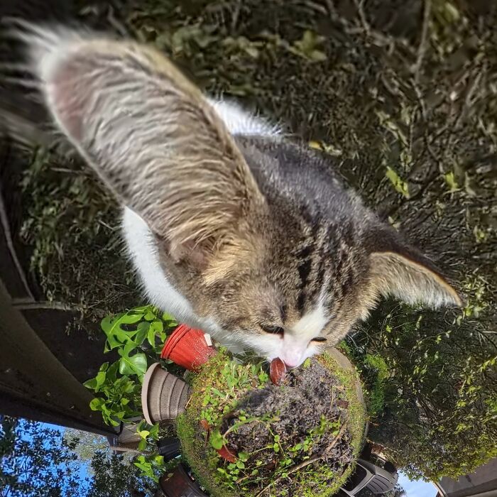 Silly photo of a cat taken with a 360 camera, showing distorted features and a garden backdrop.