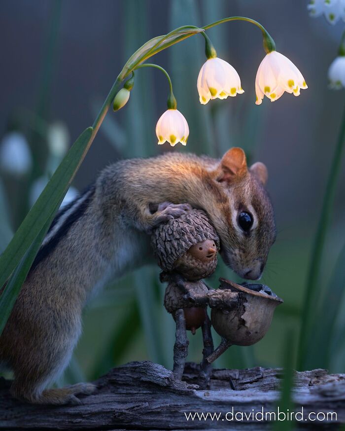 A curious chipmunk examines a Becorn made from acorns and sticks under delicate flowers.
