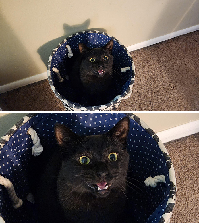 Black cat in a basket with mouth open, looking surprised; classic feline drama queen.