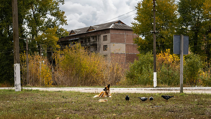 Dog near Chornobyl, lying on grass, old building and trees in background, highlighting genetic differences.