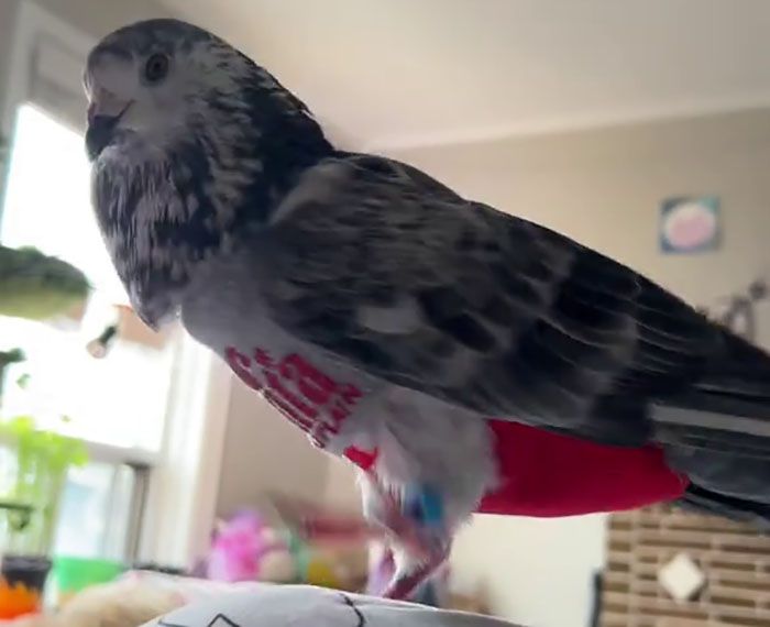 People Online Melt After Seeing This Adorable Pigeon Show Off His Christmas Sweaters