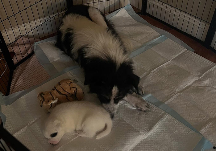 Rescued dog with a large, fluffy singleton puppy in a cozy pen, accompanied by a small plush toy. Rescued dog with a large, fluffy singleton puppy in a cozy pen, accompanied by a small plush toy.