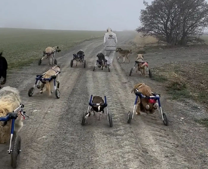 Woman leading a dog train of disabled dogs in wheelchairs along a rural path.