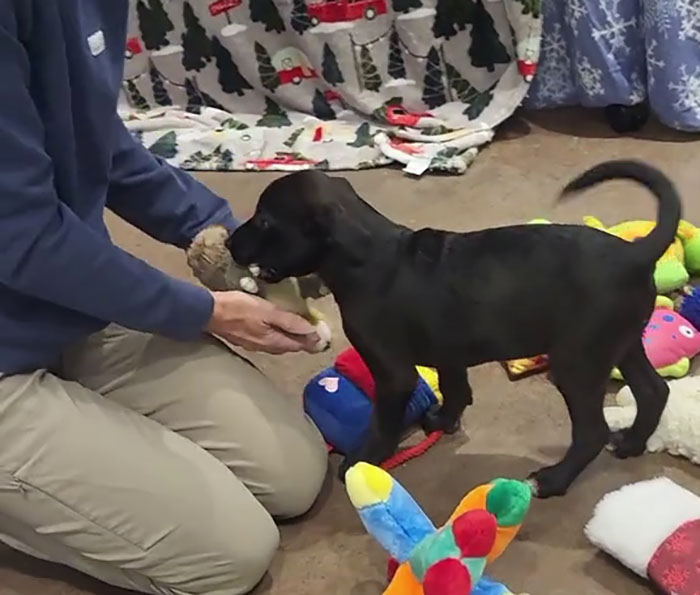 Dog choosing from Christmas gifts, with colorful toys and festive decorations in the background.
