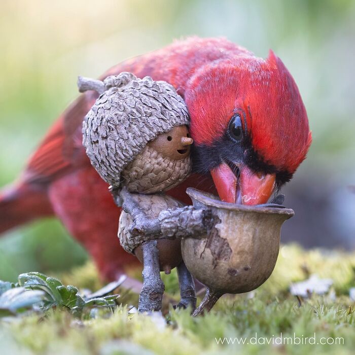 A red bird interacting with a Becorn figurine made of acorns and sticks on a grassy surface.