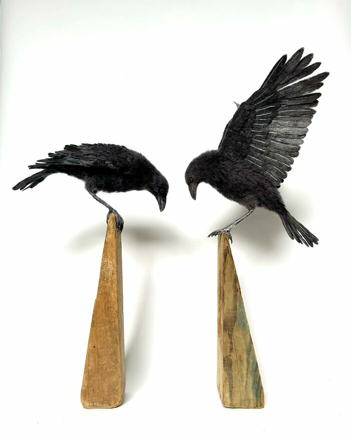 Needle-felted crows on wooden blocks, showcasing intricate detail from an artist's animal collection.