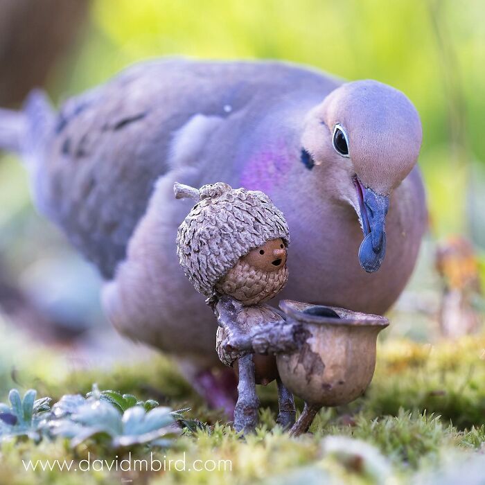 A bird examining a Becorn figure made from acorns and sticks on a mossy surface.